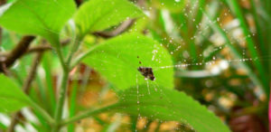 Teia molhada de chuva com borboleta presa e fundo de folhas verdes desfocadas